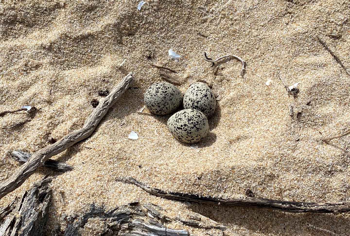 The first hooded plover nest of the 2020 season with three speckled eggs on a beach in the Mornington Peninsula National Park