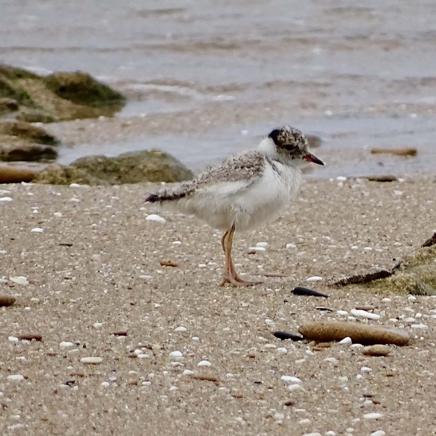A hooded plover on the sand at the waters edge