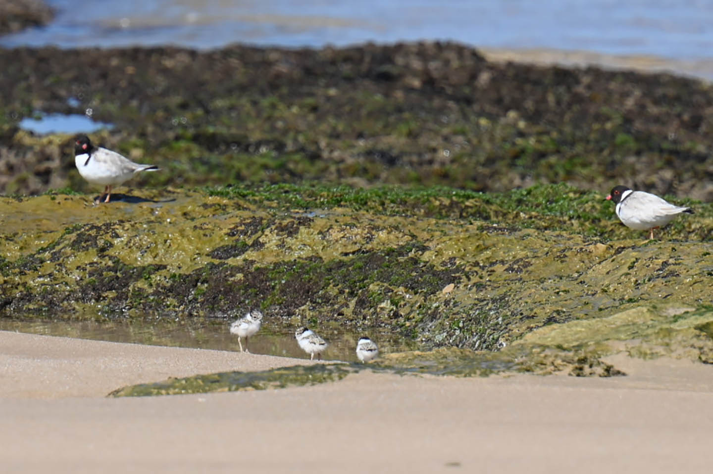 A hooded plover family on the sand in the Mornington Peninsula National Park