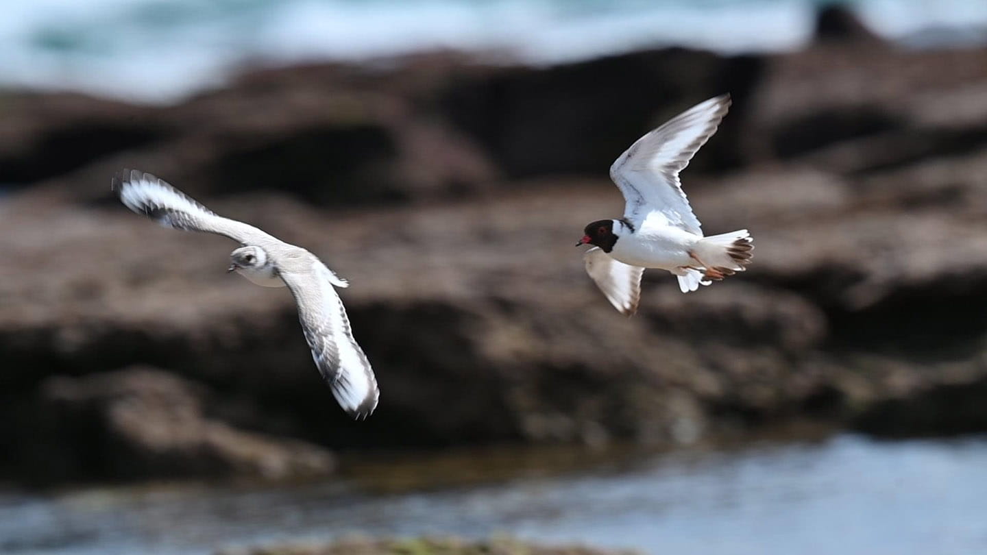 Two hooded plover fledglings fly 
