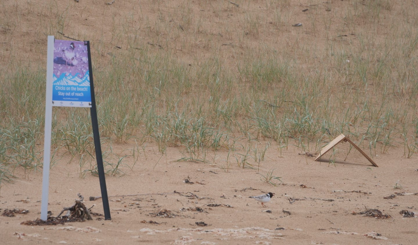 A Hooded Plover sign and shelter at St Andrews Beach at Mornington Peninsula National Park