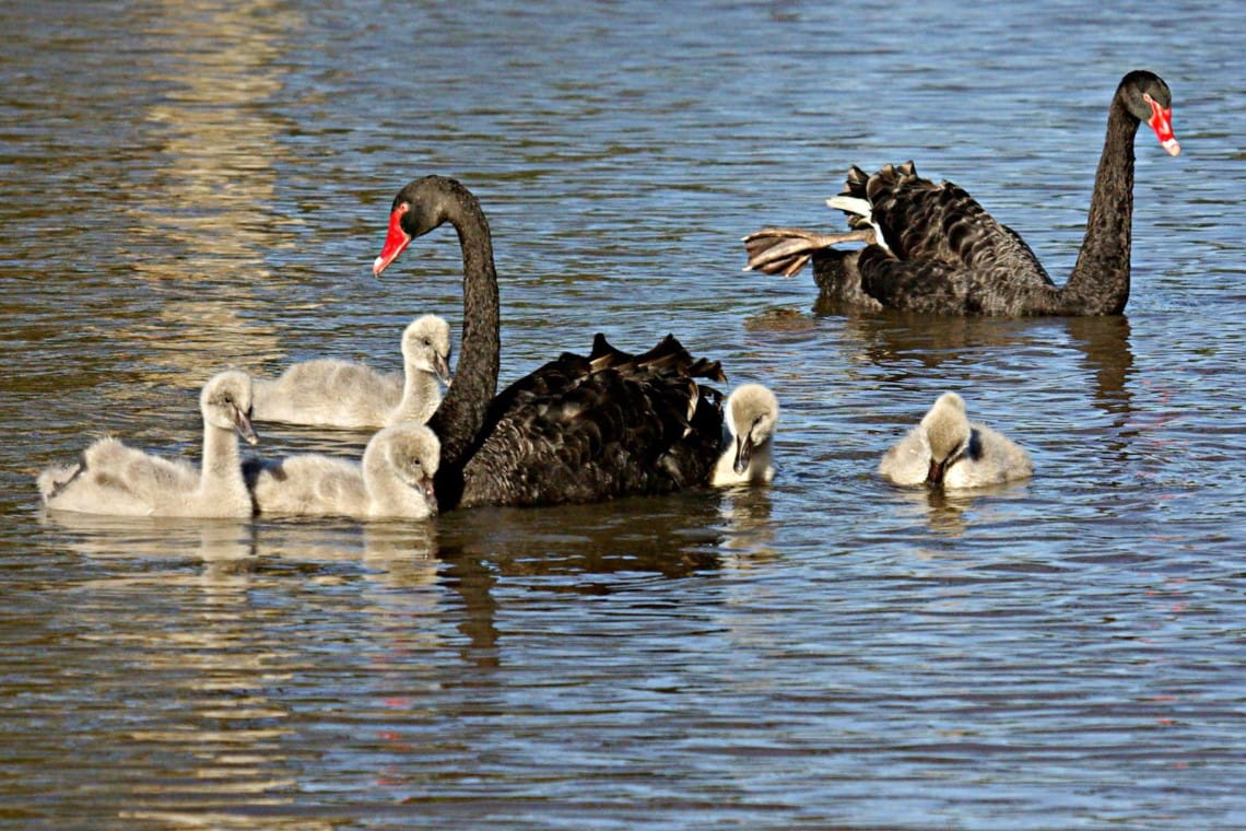 Two black swans swimming on lake with 5 lighter cygnets surrounding them