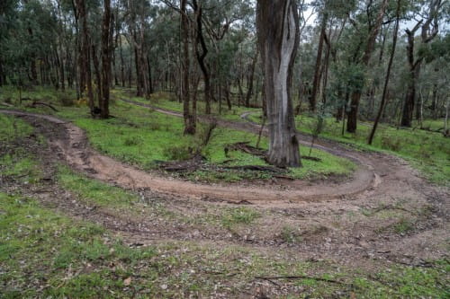 Park with clear damage to ground from bike tyres curving around a tree