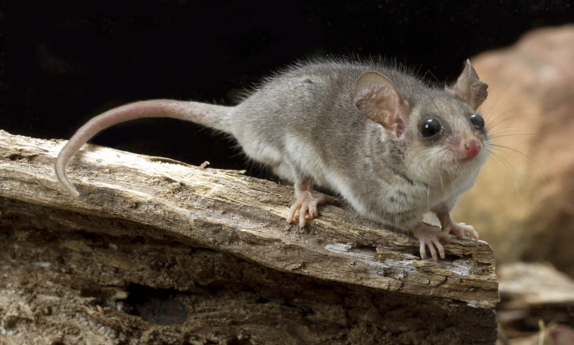 Eastern Pygmy Possum sitting on a small log