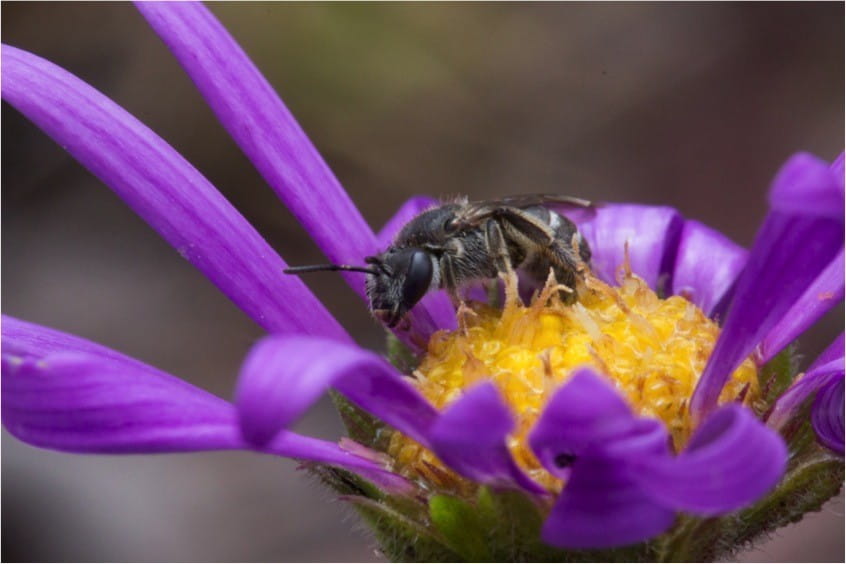A native bee sitting on a purple flower