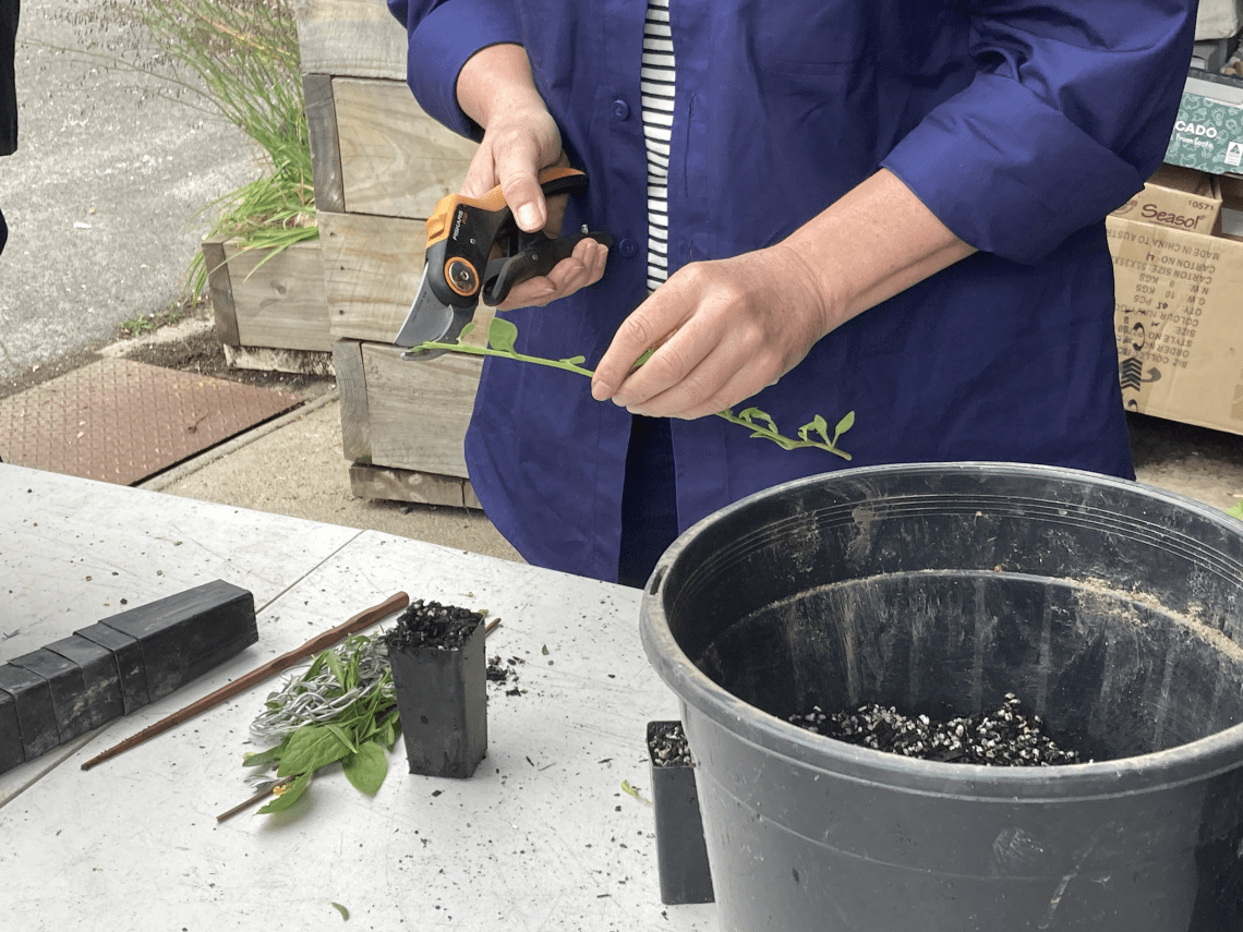 A person holding a plant clipping and scissors poised to cut the stem of the plant cutting.