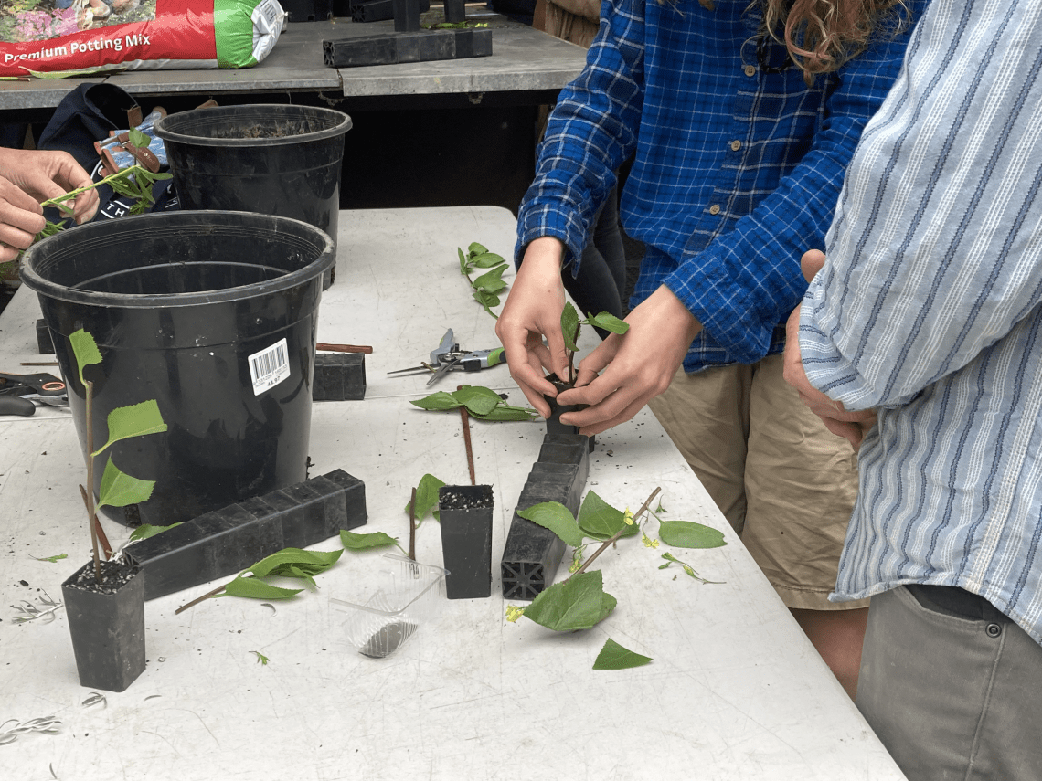 A person placing a clipping into a small pot of soil