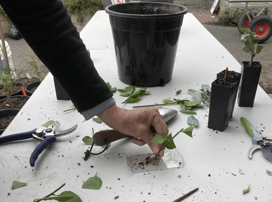 A hand holding a plant cutting and dipping the end into a small tray lined with clear hormone supplement