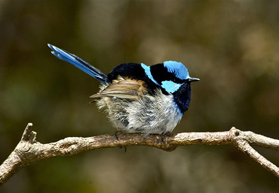 Blue fairy wren bird sitting on a tree branch.