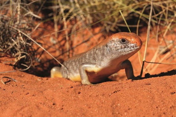 Great Desert Skink facing towards camera in landscape