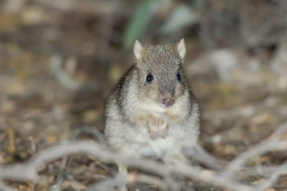 A small woylie mammal staring directly at the camera