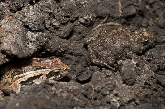 Two brown frogs sit in dark brown mud