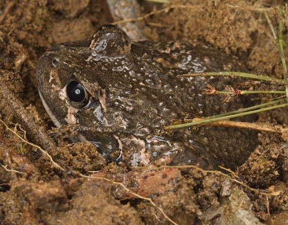 An angry looking brown frog covered in small bumps sits half-buried in orange-brown mud