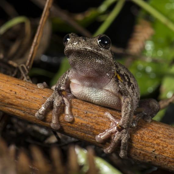A small frog with big hands and a light coloured belly sits proudly on a horizontal stick