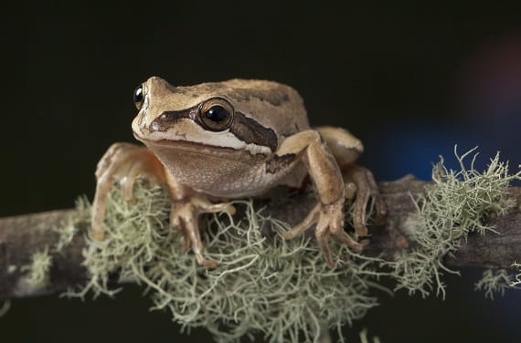 A small frog with a stripe down its side sits on a mossy branch