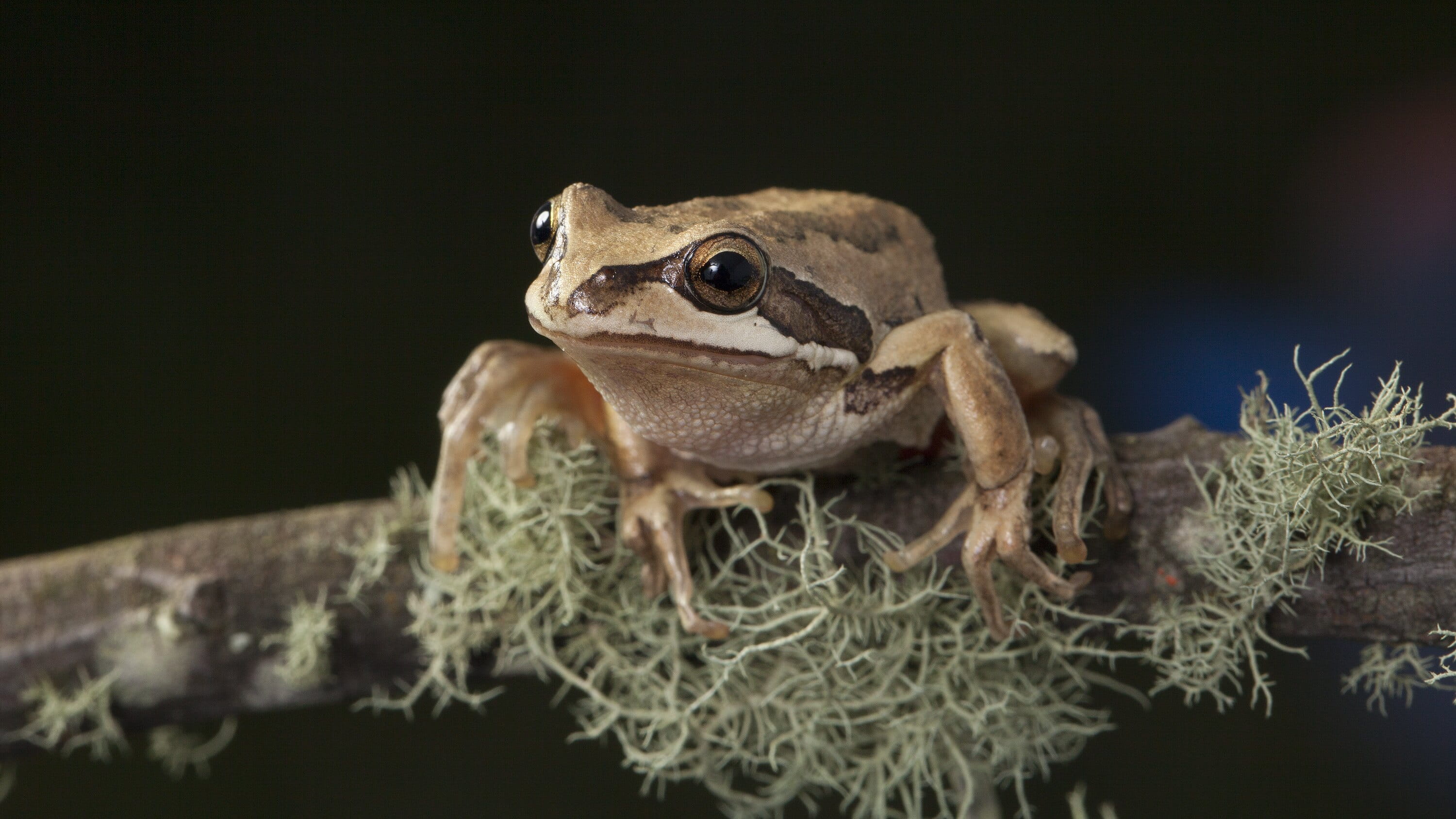 frog on mossy branch