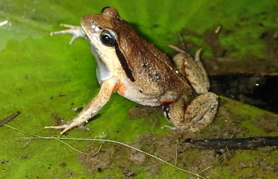 A frog with a white underbelly sits on a lilypad, arms outstretched