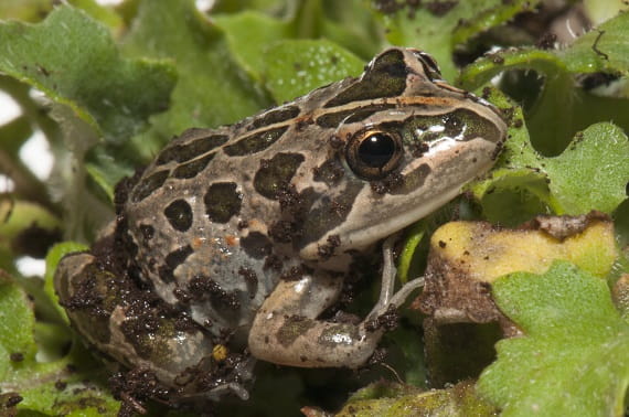 A frog covered in brown spots sits on flat green leaves