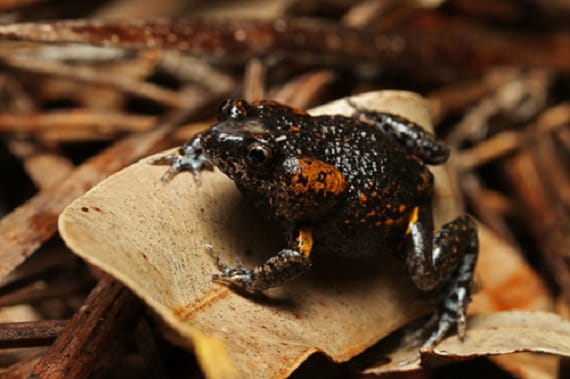 A small, squat, dark brown frog with orange patches near its ears sits on a dry leaf
