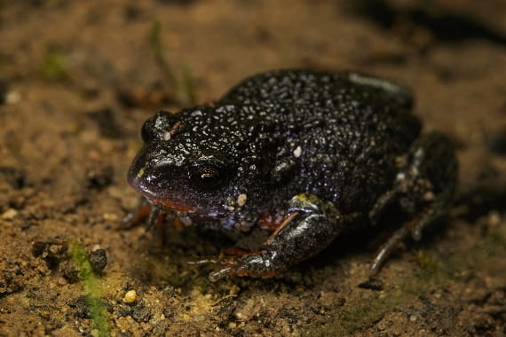 A round, dark coloured frog covered in tiny bumps sits on sandy soil
