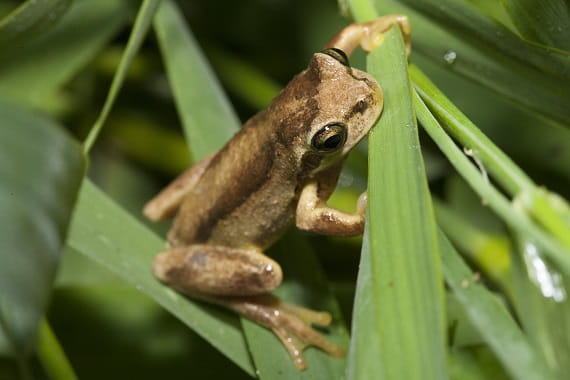 A smooth, light brown frog is perched on several green blades of grass