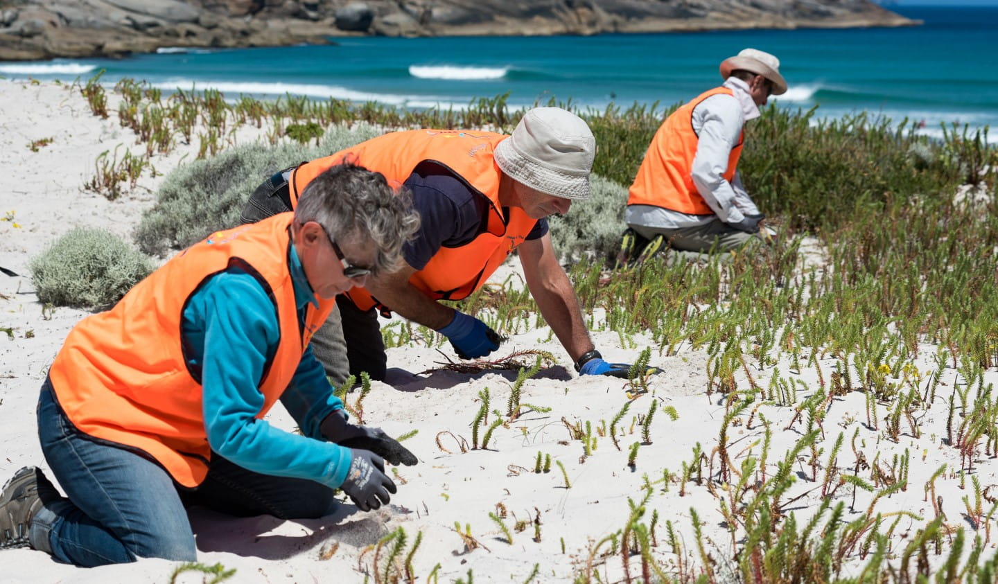 Volunteers working together to improve shoreline habitat on Victorian beaches.