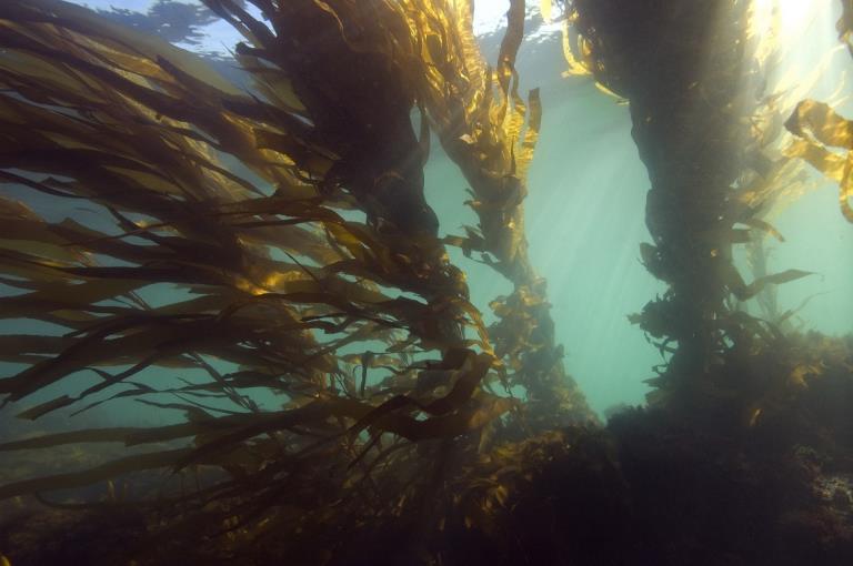 Photo of kelp forest, taken by Parks Victoria