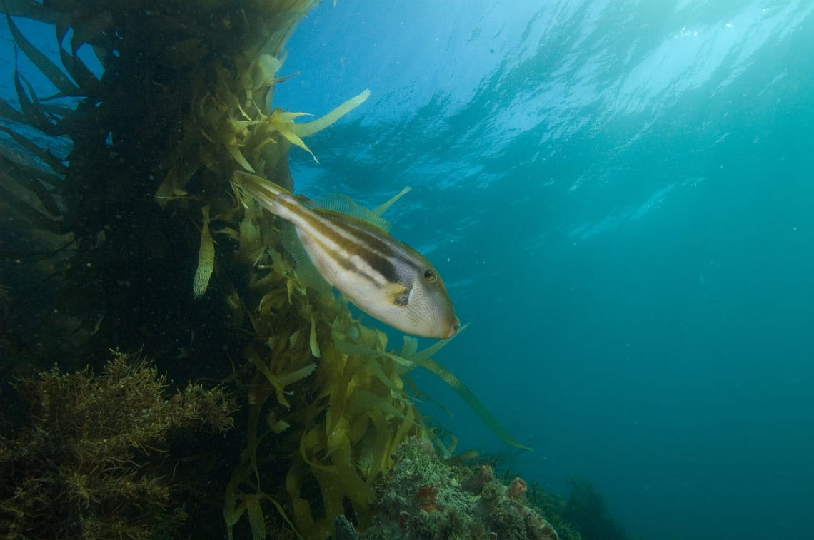 Photo of a Sixspine leatherjacket taken by Museums Victoria 