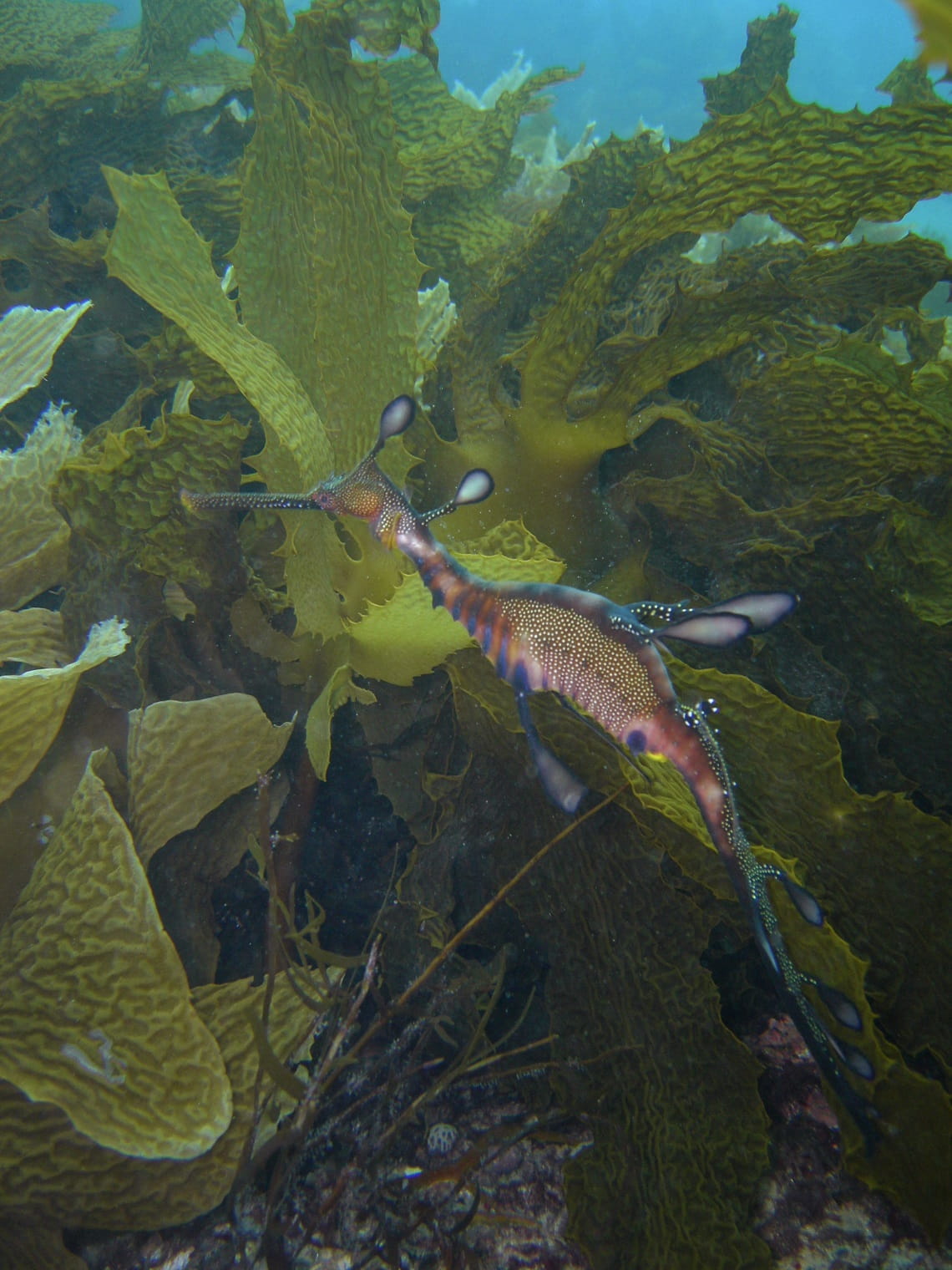 Photo of a weedy seadragon taken by Parks Victoria