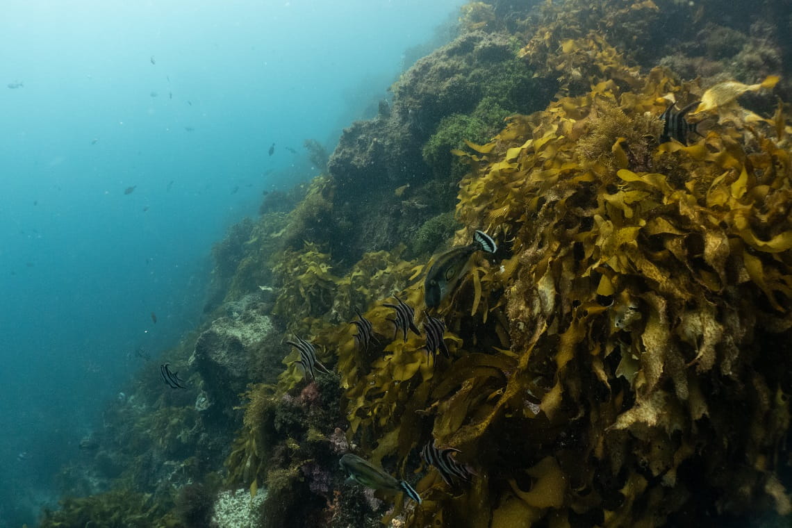 Photo showing underwater diversity of fish supported by kelp forest, taken by Tess Hoinville