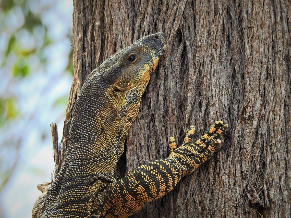 A lace monitor at Warby Ovens National Park