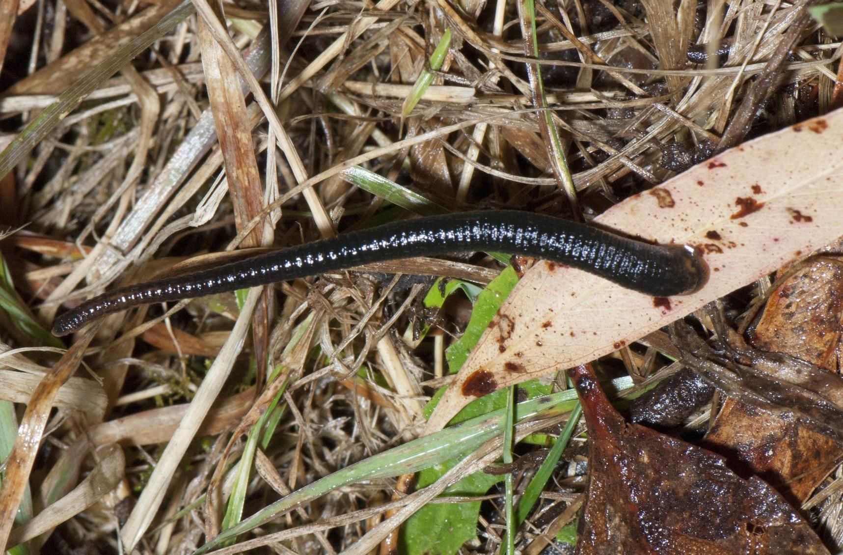 A long, black leech laid on some leaves