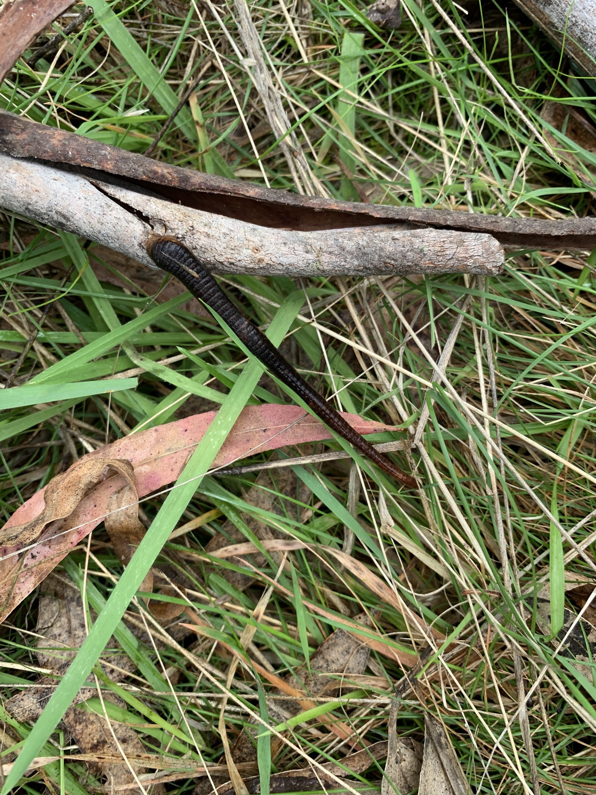A black leech is attached to a dead leaf