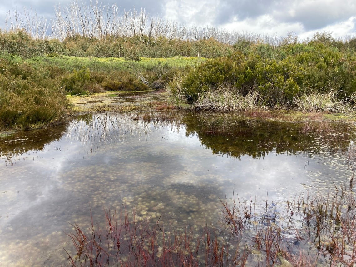 Alpine Spagnum Bog located at Lake Mountain, Yarra Ranges National Park