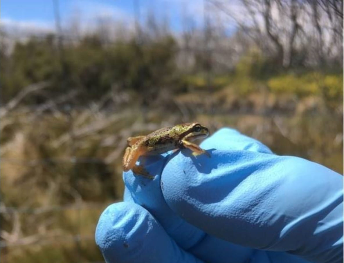 Alpine Tree Frog in Yarra Ranges National Park