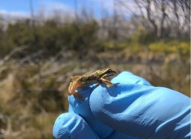 Alpine Tree Frog in Yarra Ranges National Park