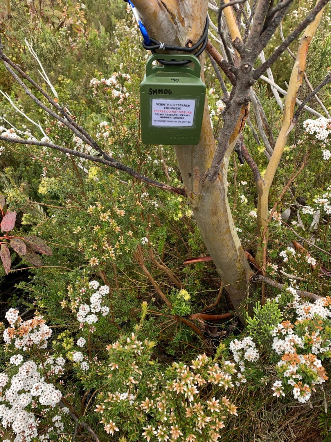 A bioacoustic device attached to a tree on Lake Mountain