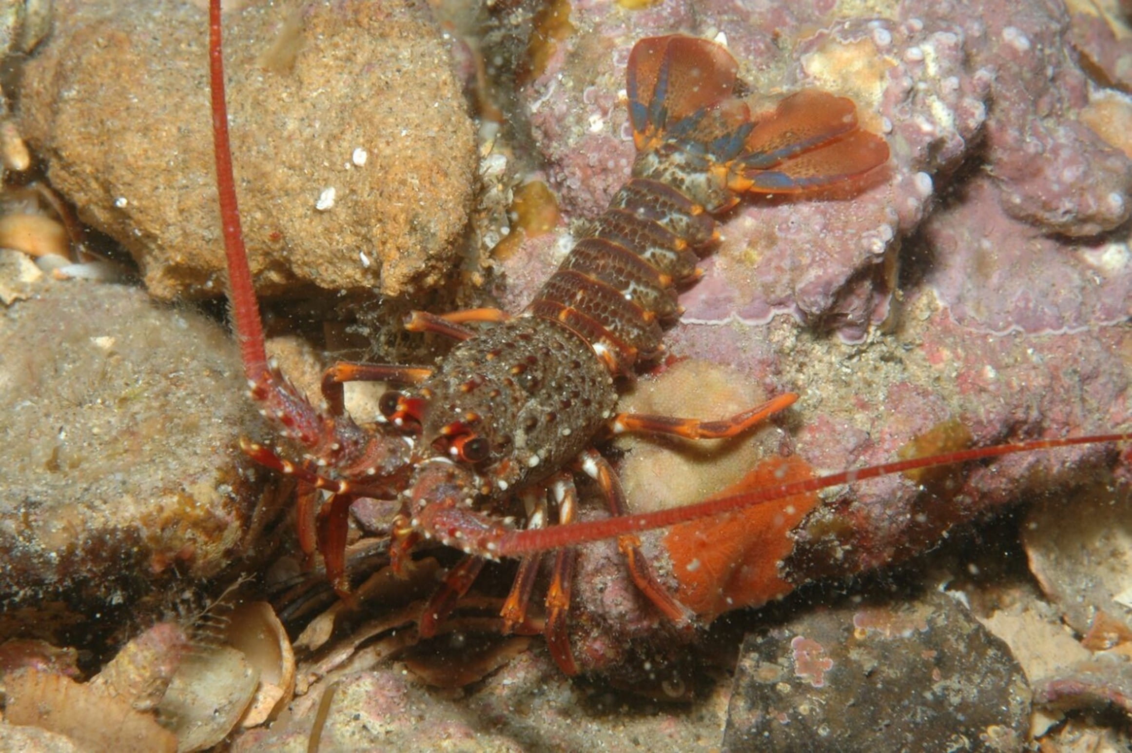 A small red lobster sits on top of pale coloured rocks