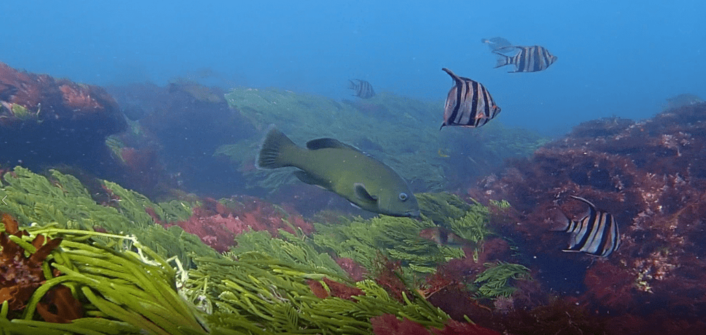 A blue-green fish swins above seaweed alongisde some black and white fish