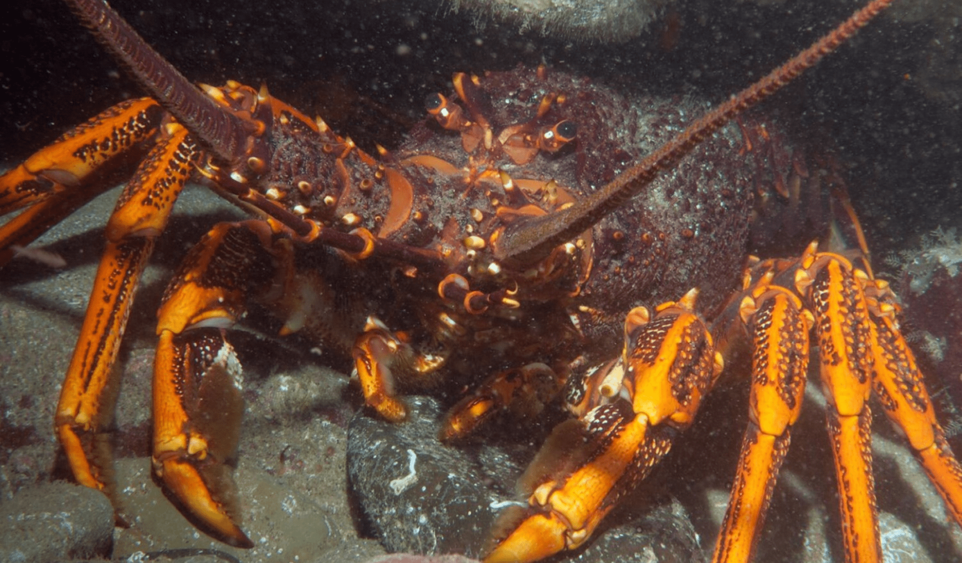 Red Lobster underneathe a rock