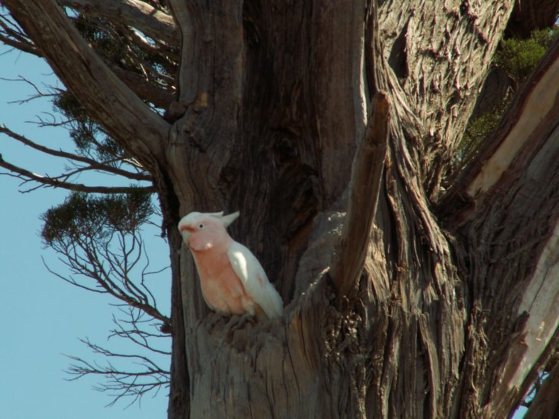 Major Mitchell's Cockatoo in tree hollow 
