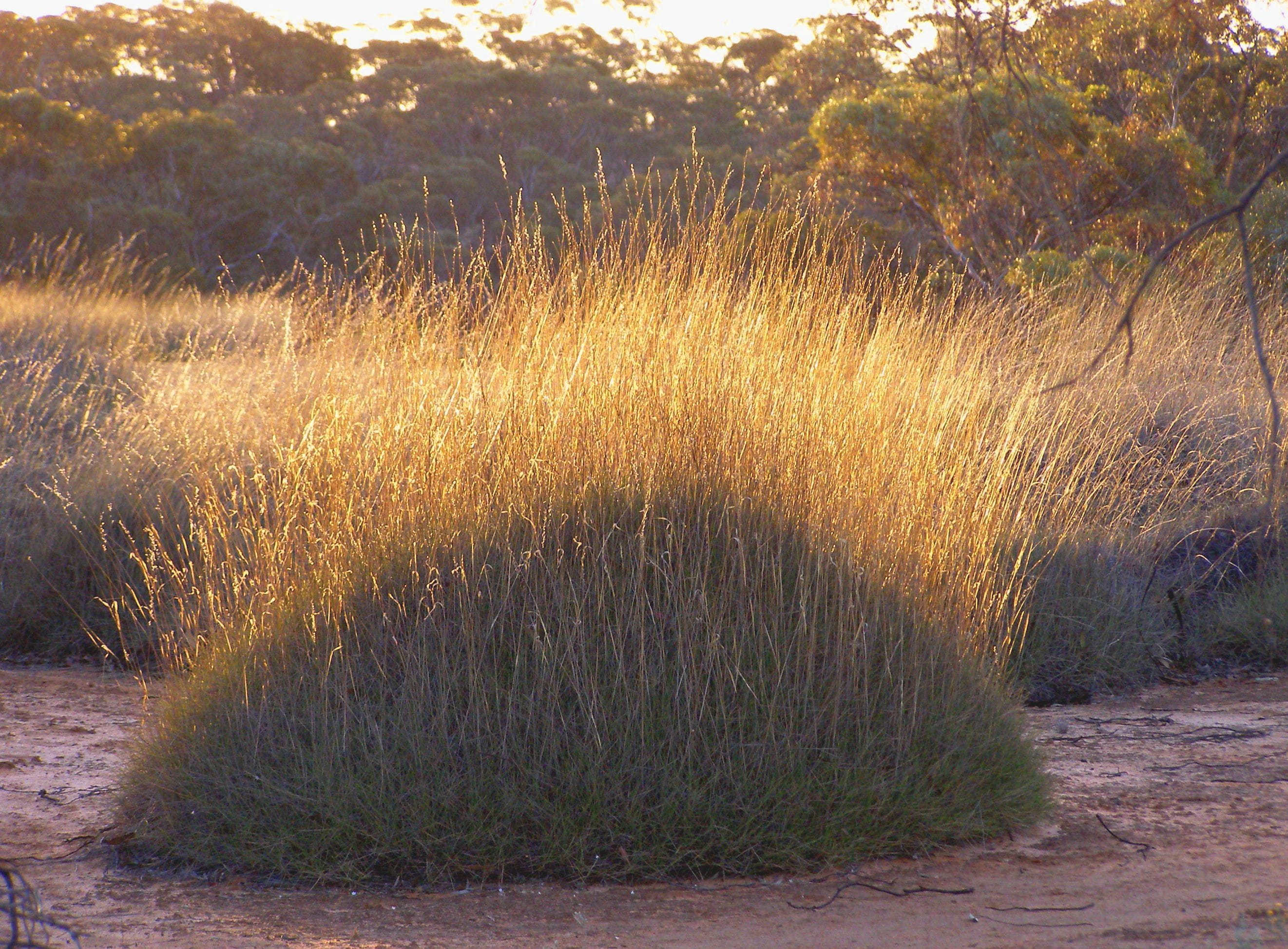 A dense patch of Triodia Spinifex