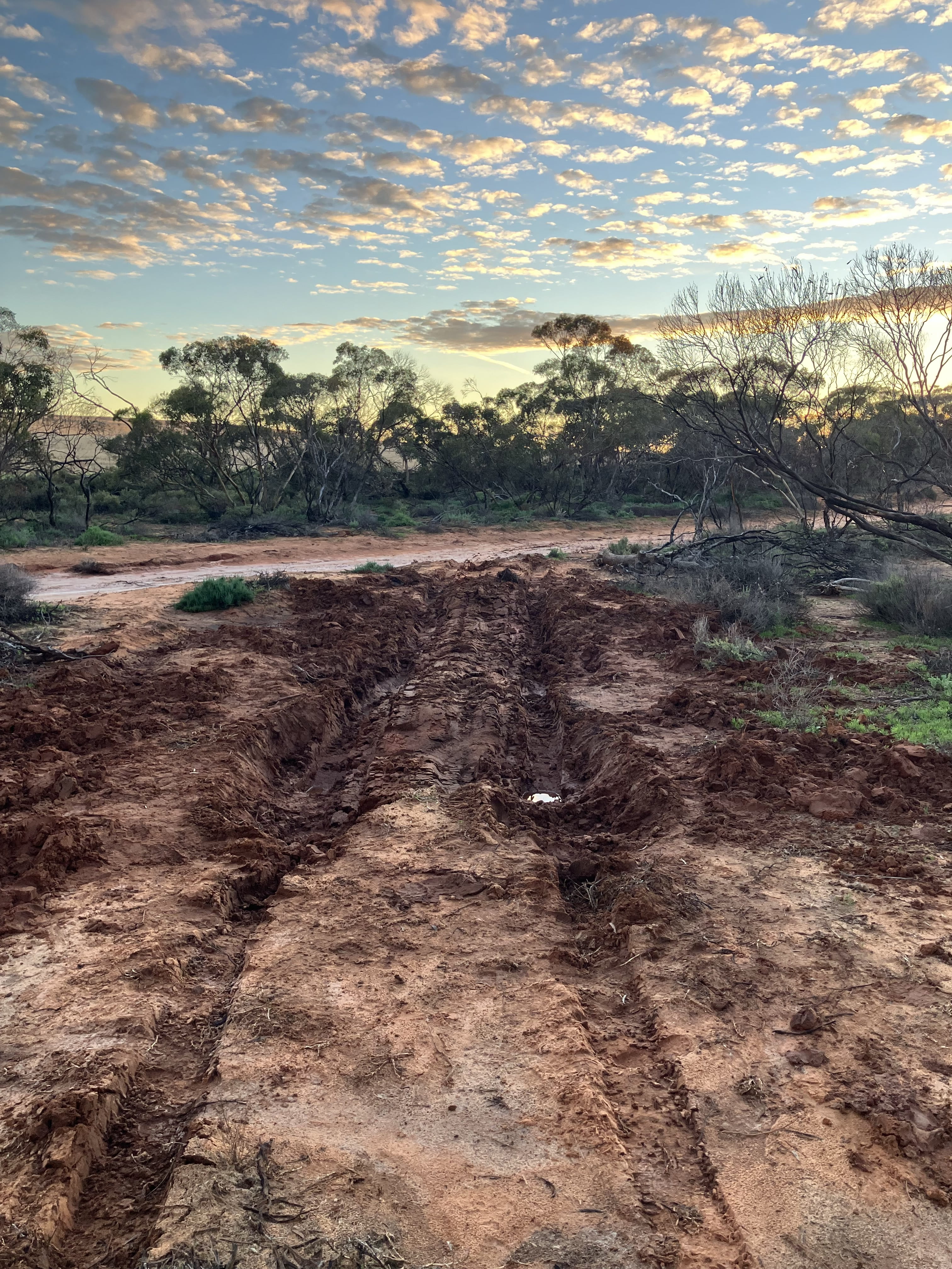 A muddy red dirt track with deep wheel ruts surrounded by Mallee scrub