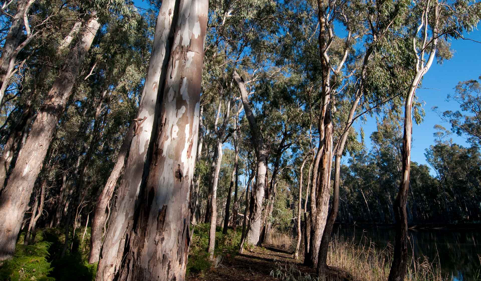 Barmah National Park
