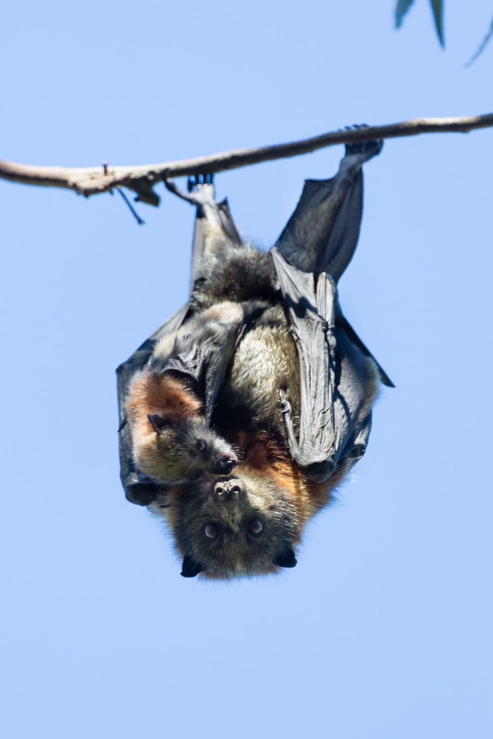 Flying Fox mother with pup
