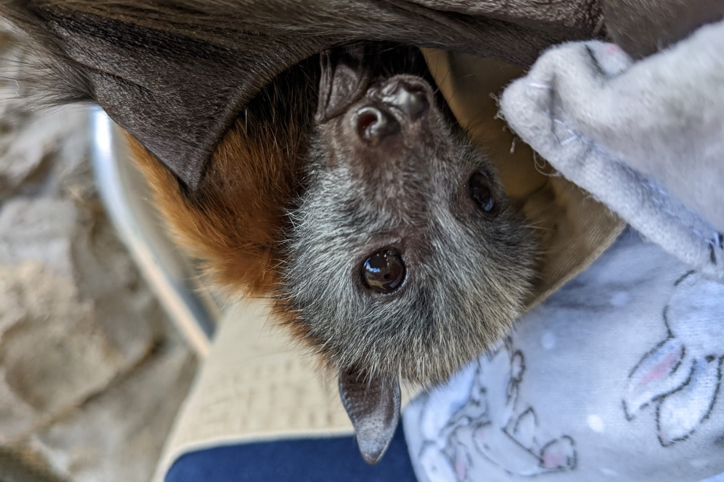 A rescued flying fox