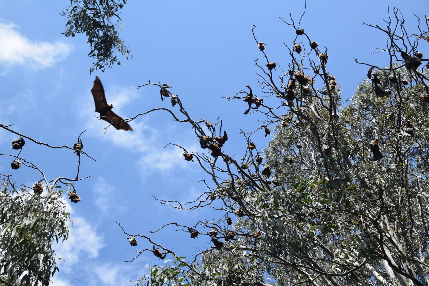 More than 50,000 flying foxes stay in Yarra Bend Park over summer