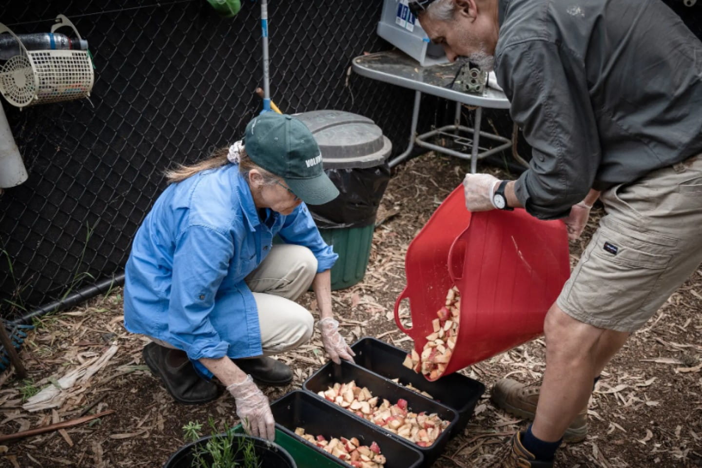 Volunteers cut up fruit to feed the young bats