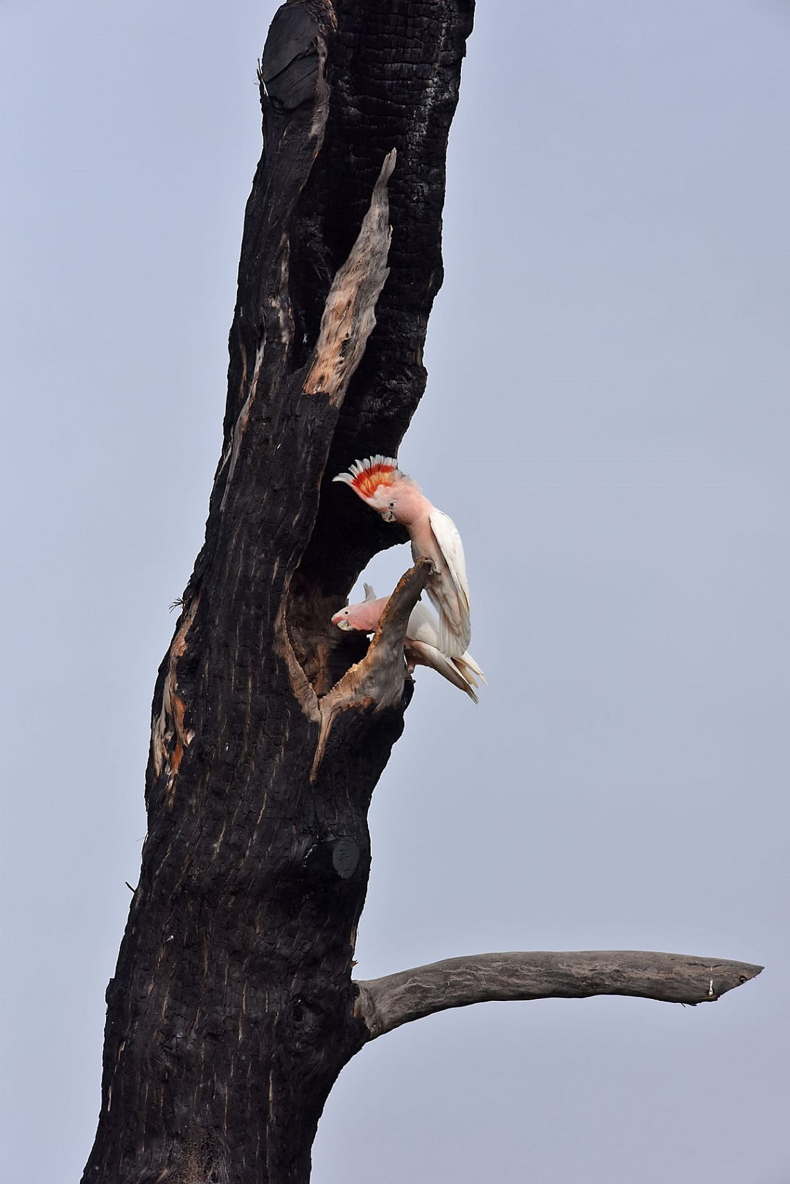 Pair of cockatoos inspect tree cavity