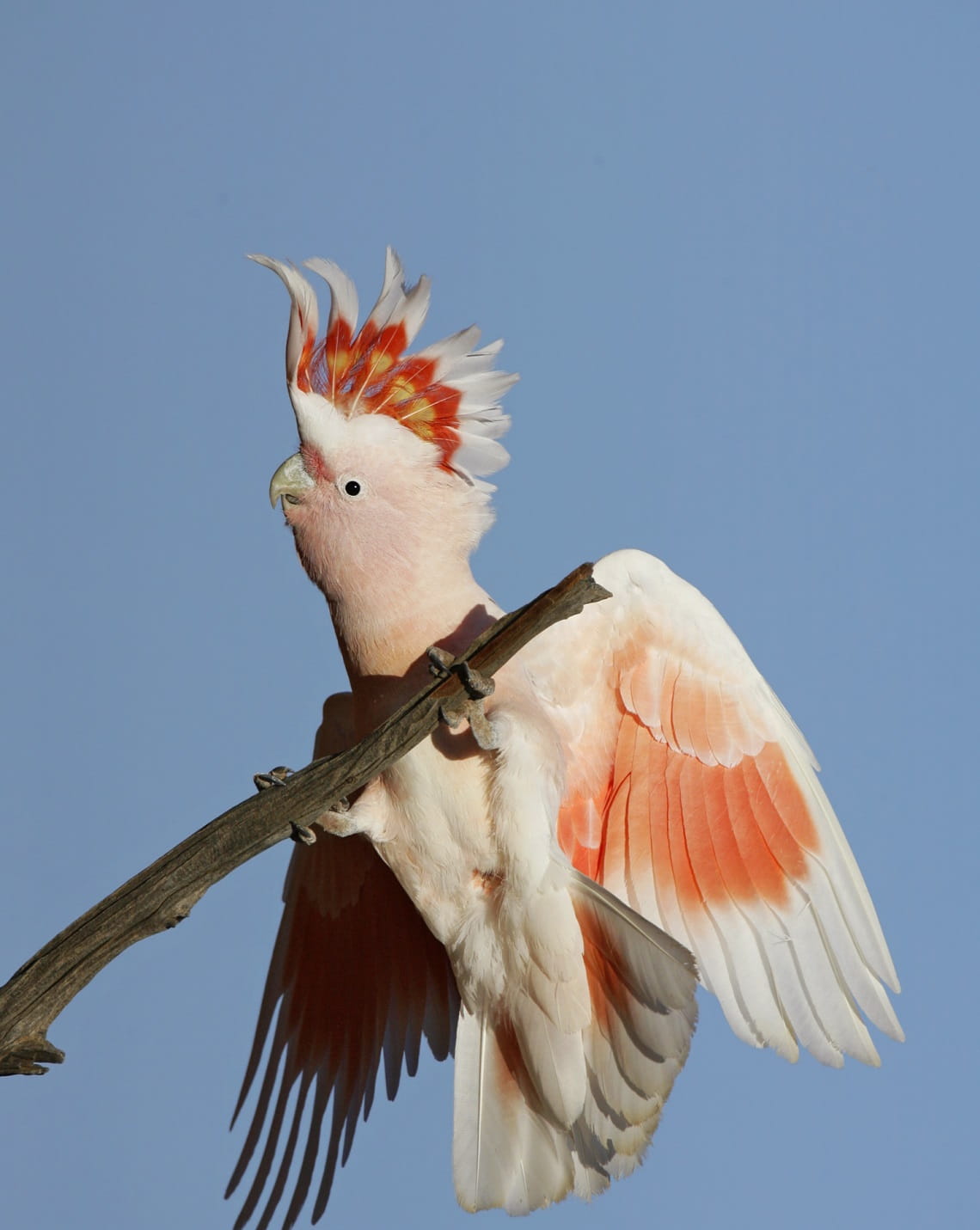 Major Mitchell's Cockatoo